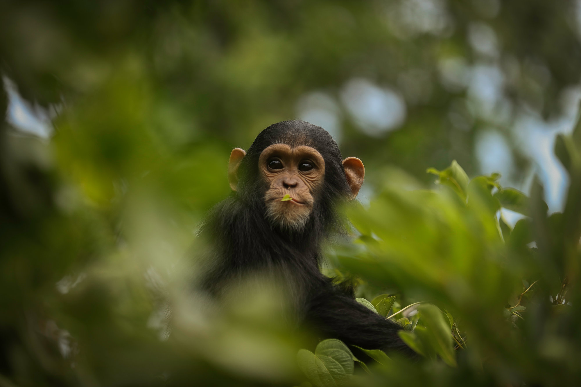 Cute Young Chimp