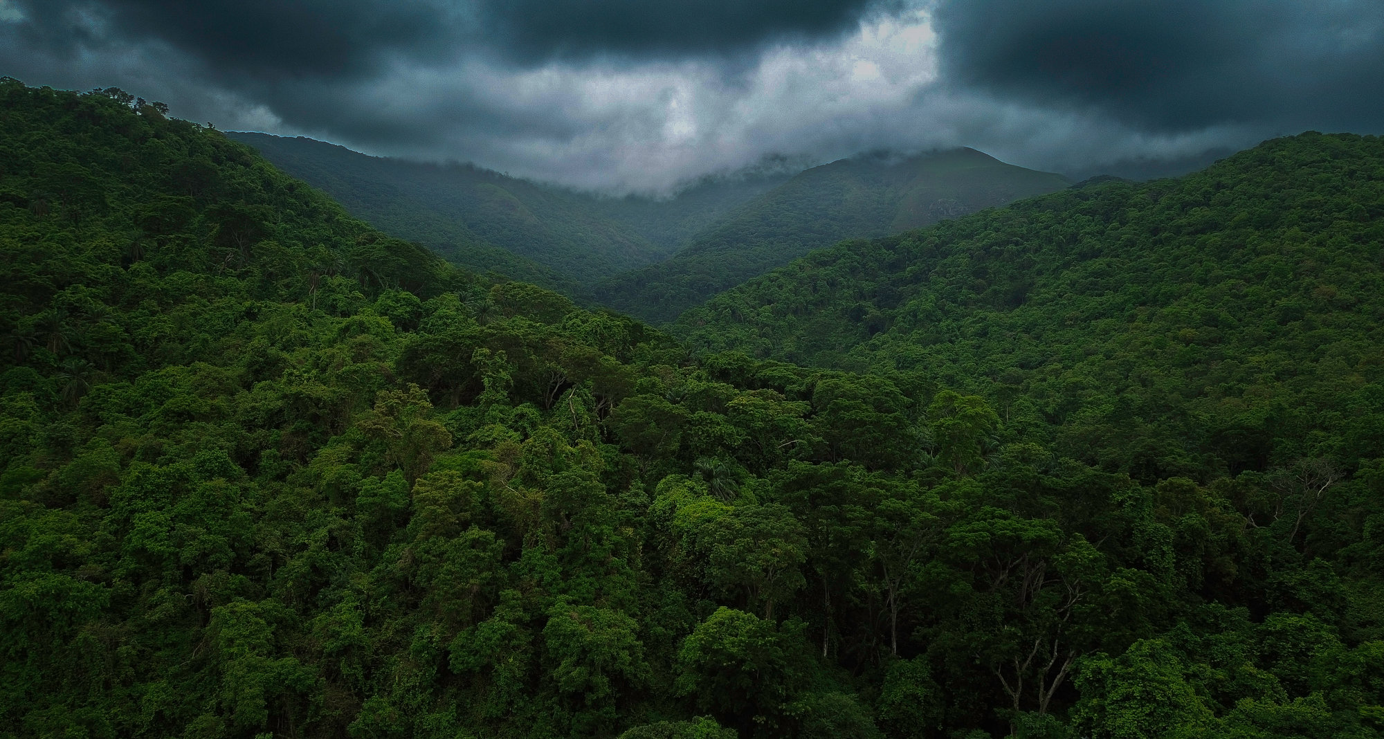 Gombe forest from above