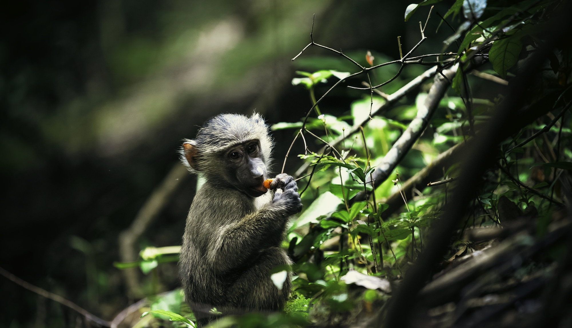 Young baboon eating