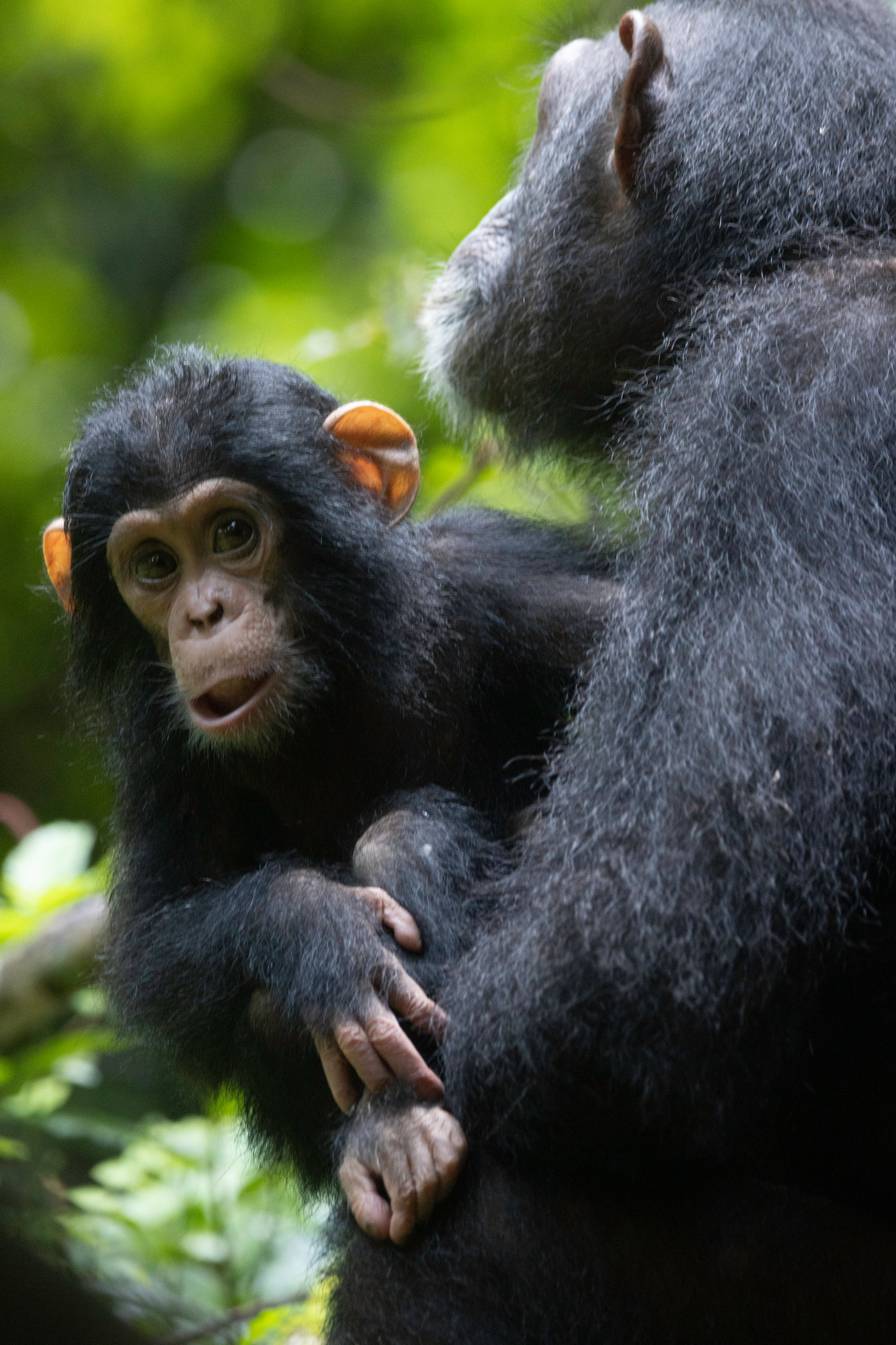 Mother chimpanzee with her infant looking at the camera